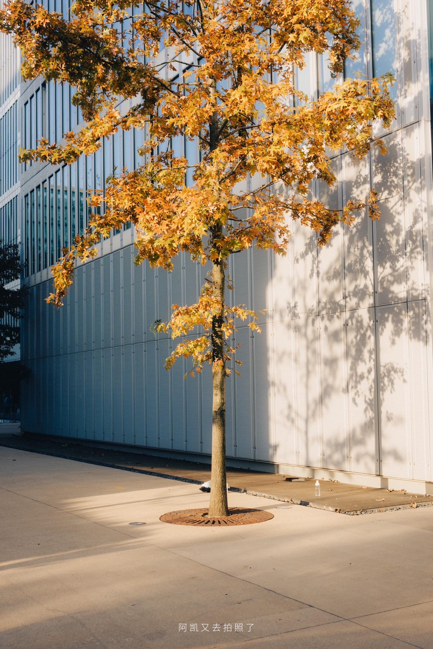 还是喜欢有阳光的日子。