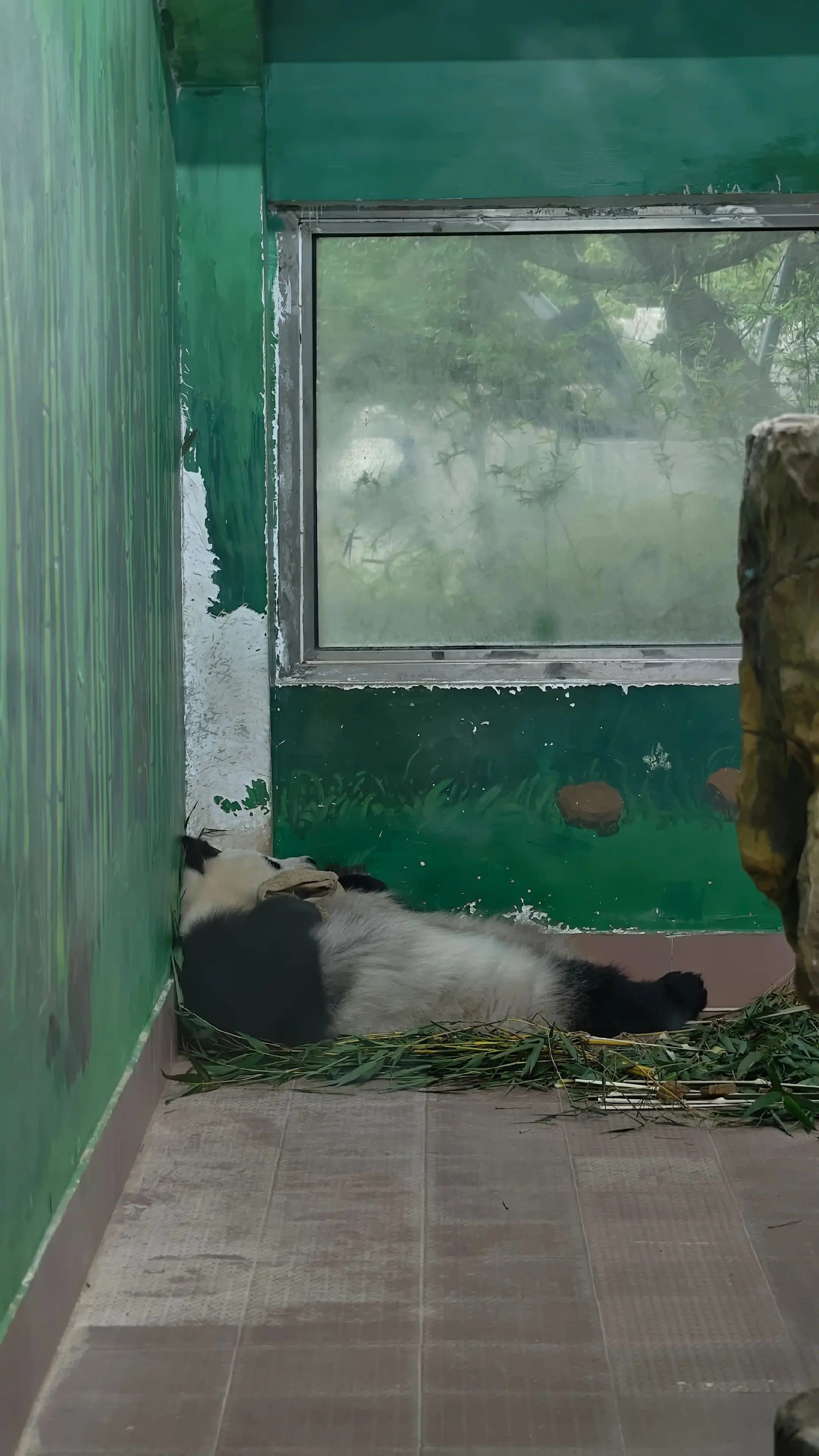 雅一不是懒，是假孕了。就算它在摆烂，那也是在工作。（请安静看熊猫，不要...