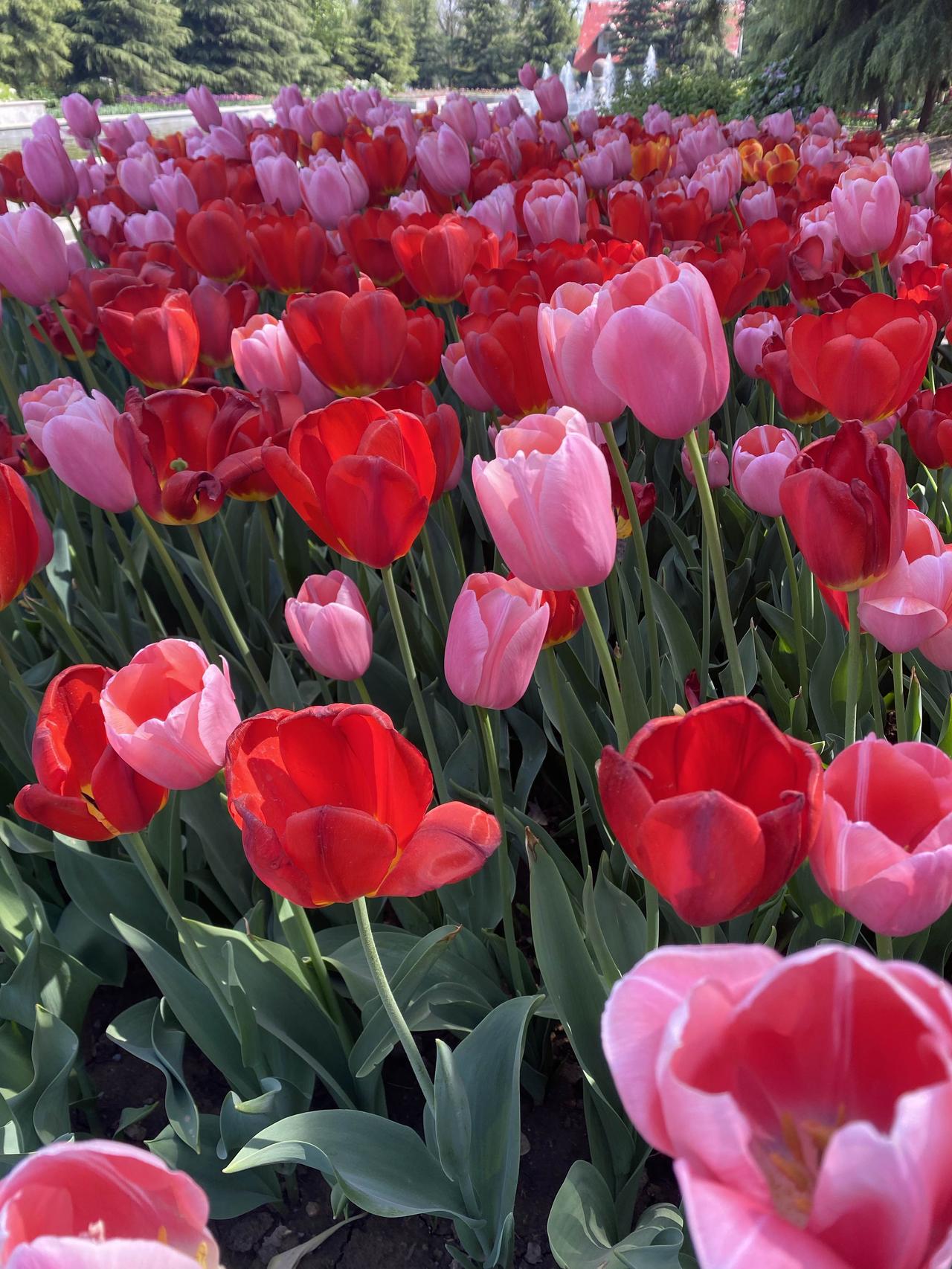 “那些敢于吵架、敢于冲突、敢于强势、敢于不礼貌、敢于不要脸的人，才是真正有能力的