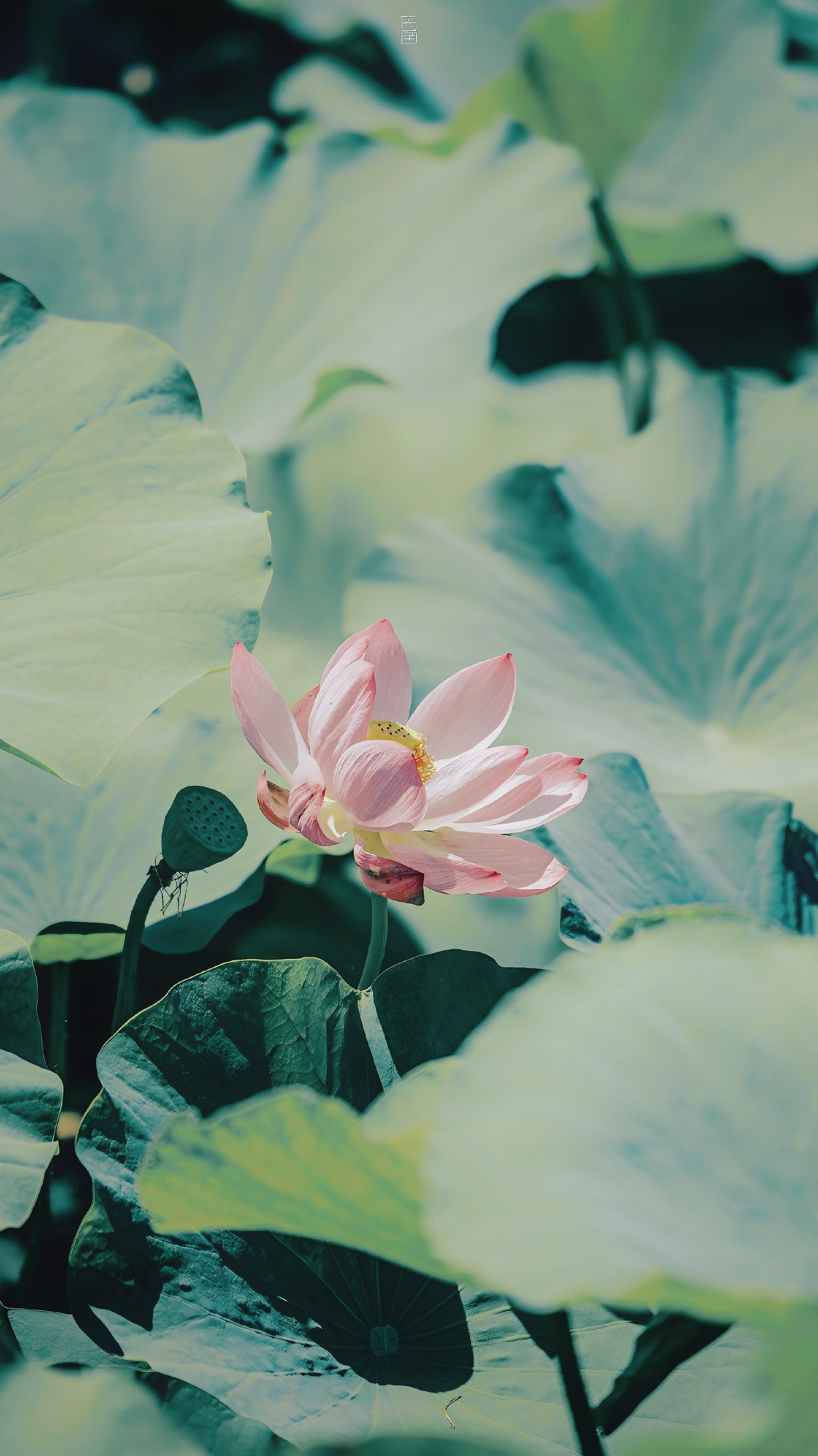 【荷花】不愧是盛夏顶流🪷拍于北京陶然亭摄影 ​​​