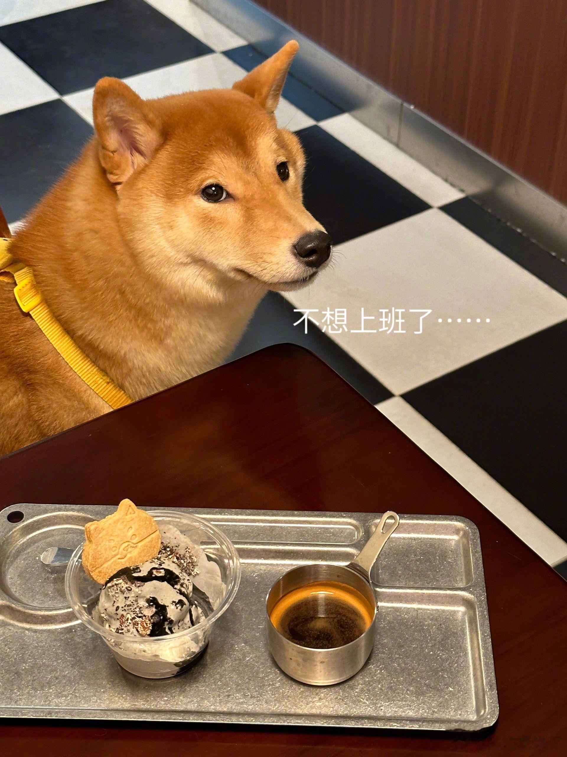成都玉林的！！番茄辣奶油煎饺🍕饺子皮披萨|||啊啊啊啊玉林好吃的真的好多呀！！