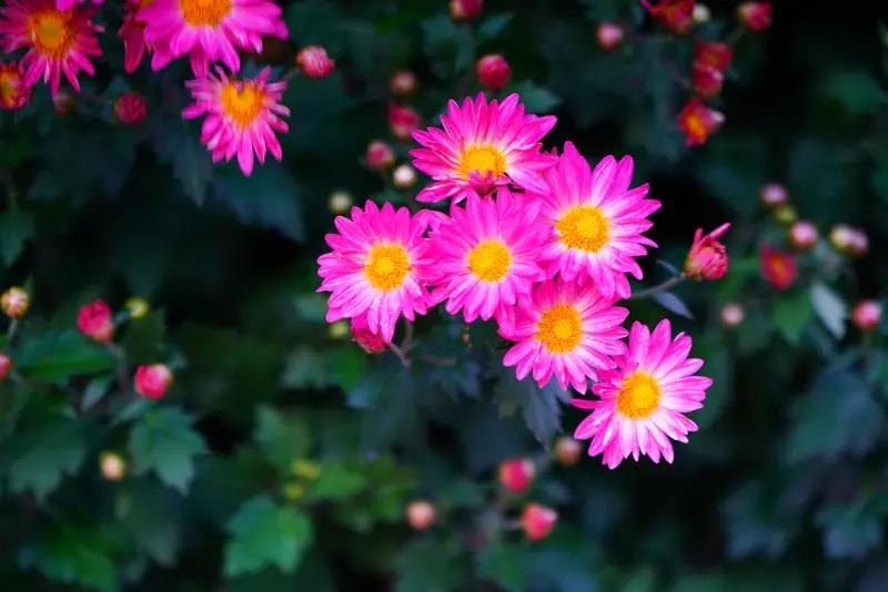 百花齐放，请赐下联