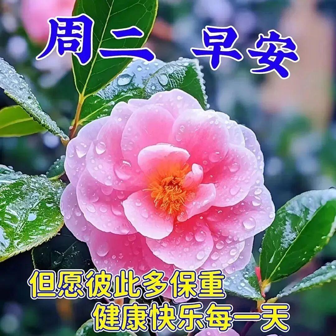 生活，可以繁花似锦，也可以粗茶淡饭，活着，有喜有乐，以淡泊心对世事，以美好心过日
