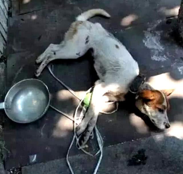 留守大棚的狗狗，一场不该发生的遗忘悲剧

2月7日，河南郑州的寒风依旧刺骨。在一