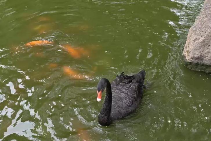 地理冷知识我的宝藏黑龙江 哈尔滨天鹅湾小区天鹅湖打造出城市社区人与自然共生的生态