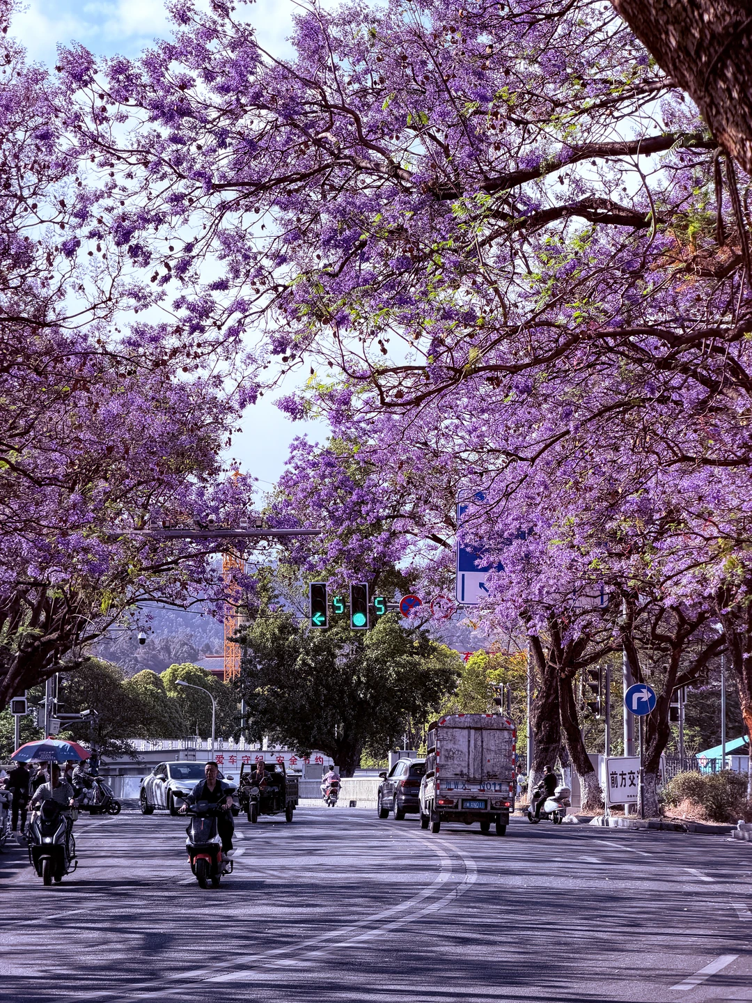 西昌的蓝花楹真的爆美！（后附live图）
