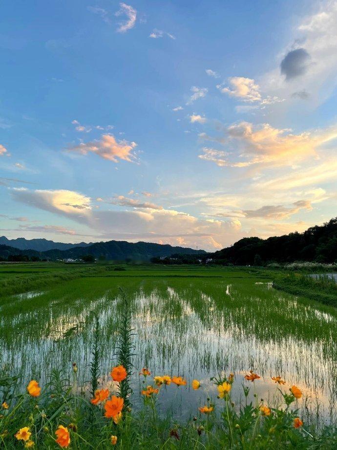当云层掉进了稻田🌾  