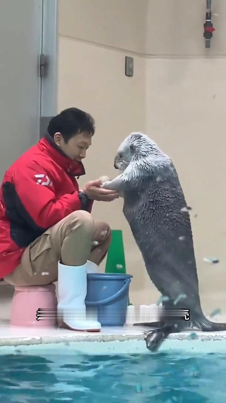 海獭。
当你把贝壳放到海獭的头上时，它就会用手拿开。但如果你还没完没了的继续放，