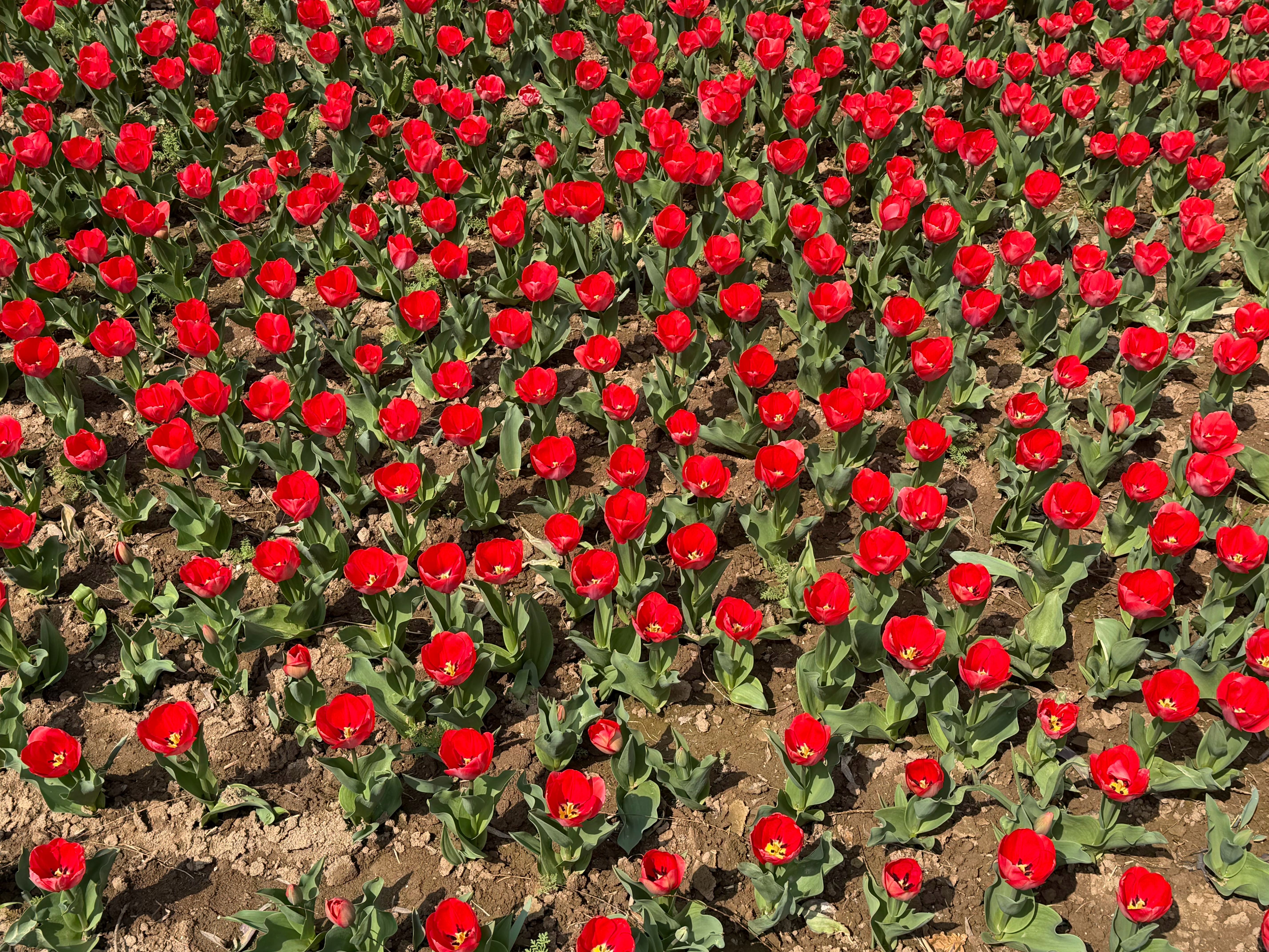 邀大家一起赏花