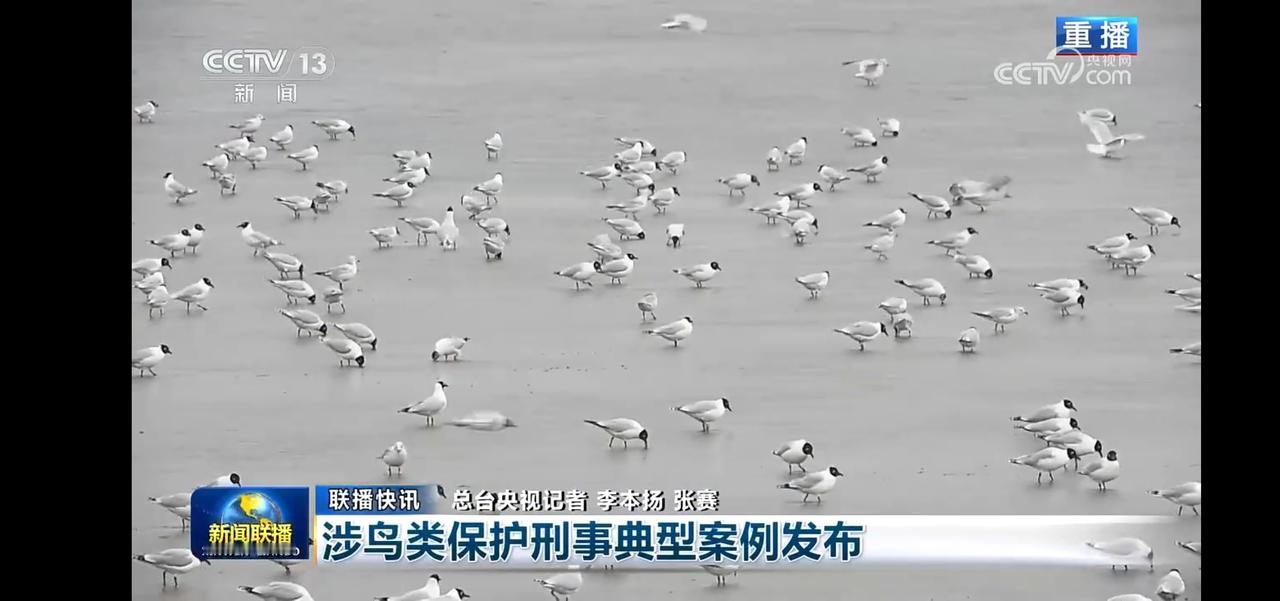 海鸥群聚，守护海洋生态，保护鸟类，人人有责！