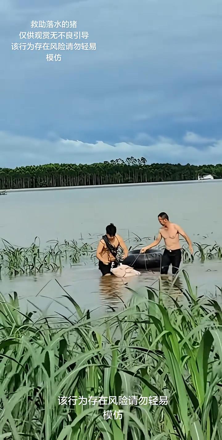 救助落水的猪。
仅供观赏，无不良引导。该行为存在风险，请勿轻易模仿。