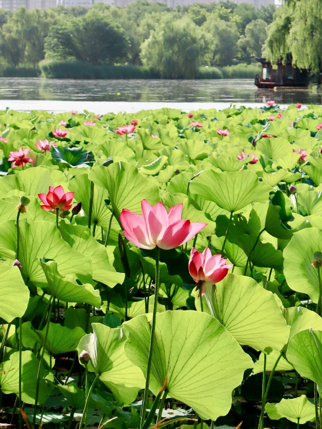 西安·大明宫遗址公园· 夏日炎炎  好运莲莲
