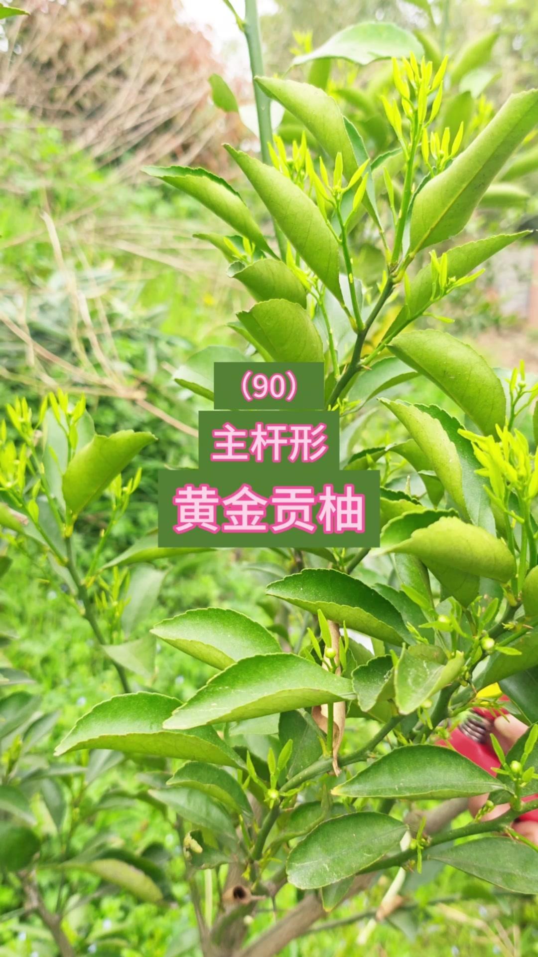 🌱黄金贡柚小树树势弱易成花，开花前要定好结果枝和树体骨架，控花控果防成小老树。