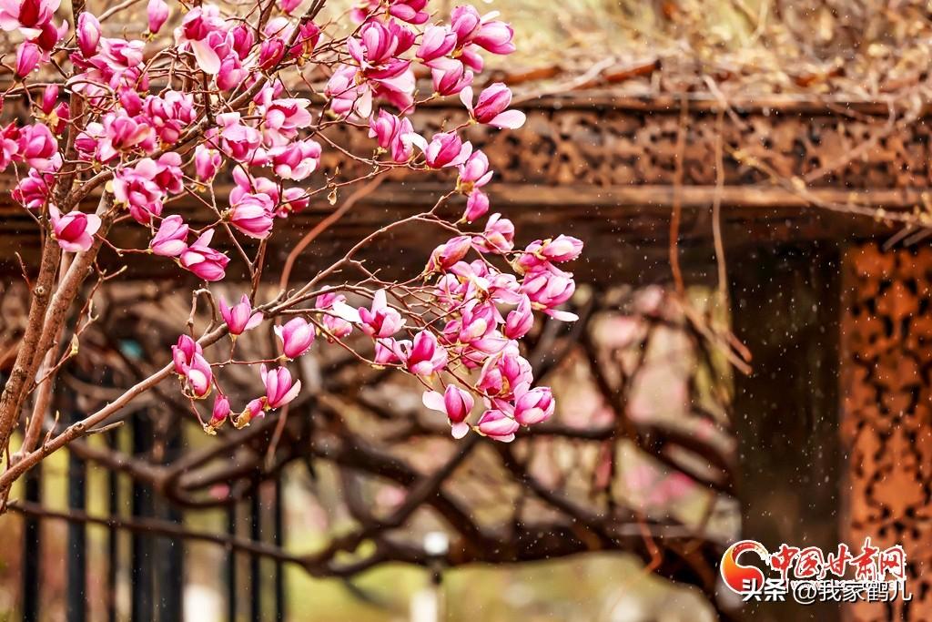 春日生活打卡季甘肃兰州大学[烟花]
校园内细雨绵绵，繁花带露，
师生漫步雨中赏花