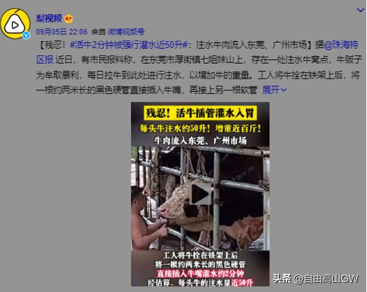 广西钦州的农友，买回了一头老牛，用来耕地，没想到这头牛竟然轻了200斤，农友怀疑