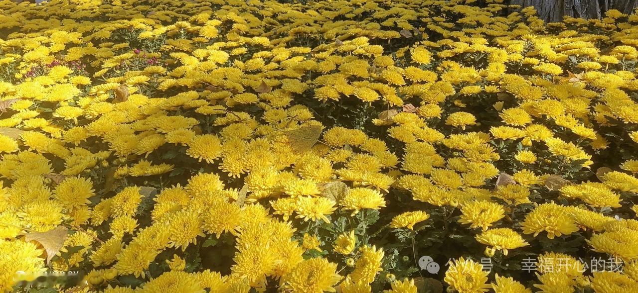 秋日暖阳下，一片金黄的菊花海，美不胜收！🌻🍂美得像一副画。