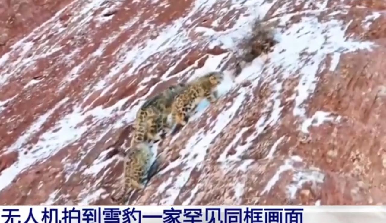 在祁连山的雪山岩壁间，无人机捕捉到了雪豹一家同框的珍贵画面。红褐色的岩石覆着薄雪