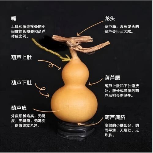 文玩葫芦各部分有其特定的叫法

龙头：指葫芦的藤蔓部分。葫芦是爬藤植物，果实成熟