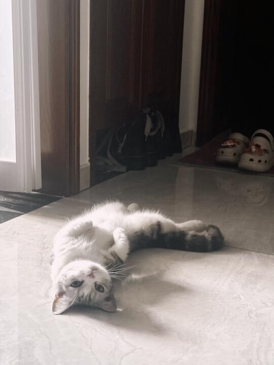 ee 我的肚皮长毛毛