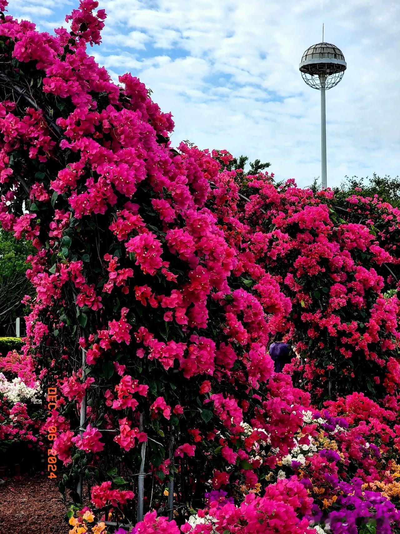 梅飞凤舞，悦动鹭岛。厦门市花三角梅活动展。