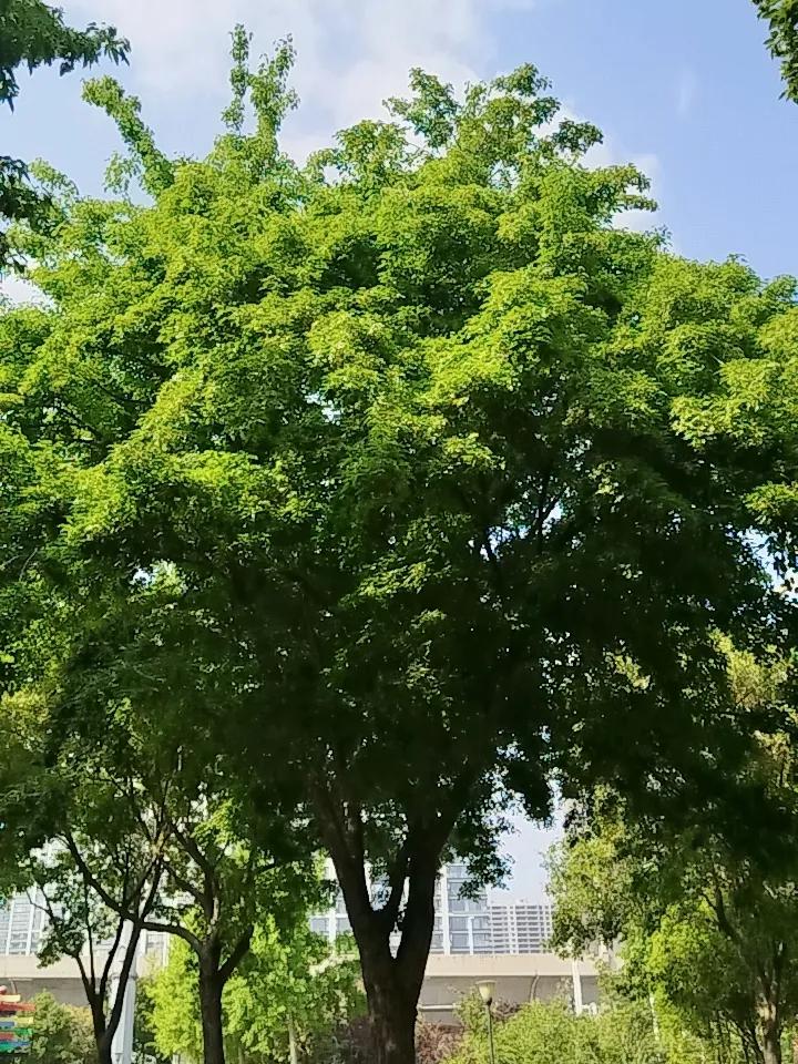 公园美丽景随拍