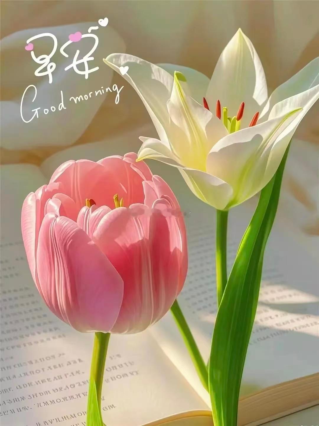 【周五，早安】阳光里醒来，就做那个发光的人，大胆去活，去闯，去成为自己，今天，无