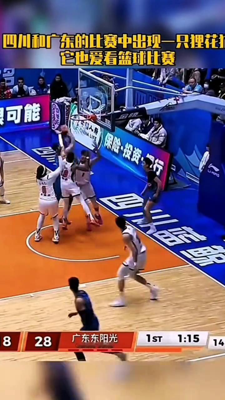 四川和广东的比赛中出现一只狸花，它也爱看篮球比赛。
四川广东比赛中，场内出现一只