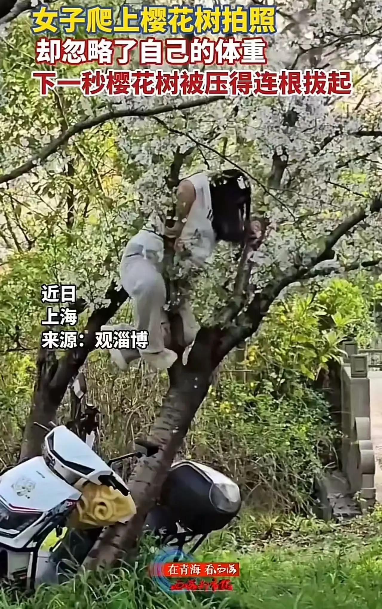 真够丢人！为拍樱花照压断二十年老树还想跑！
 
刷到上海顾村公园这事儿，我真是越