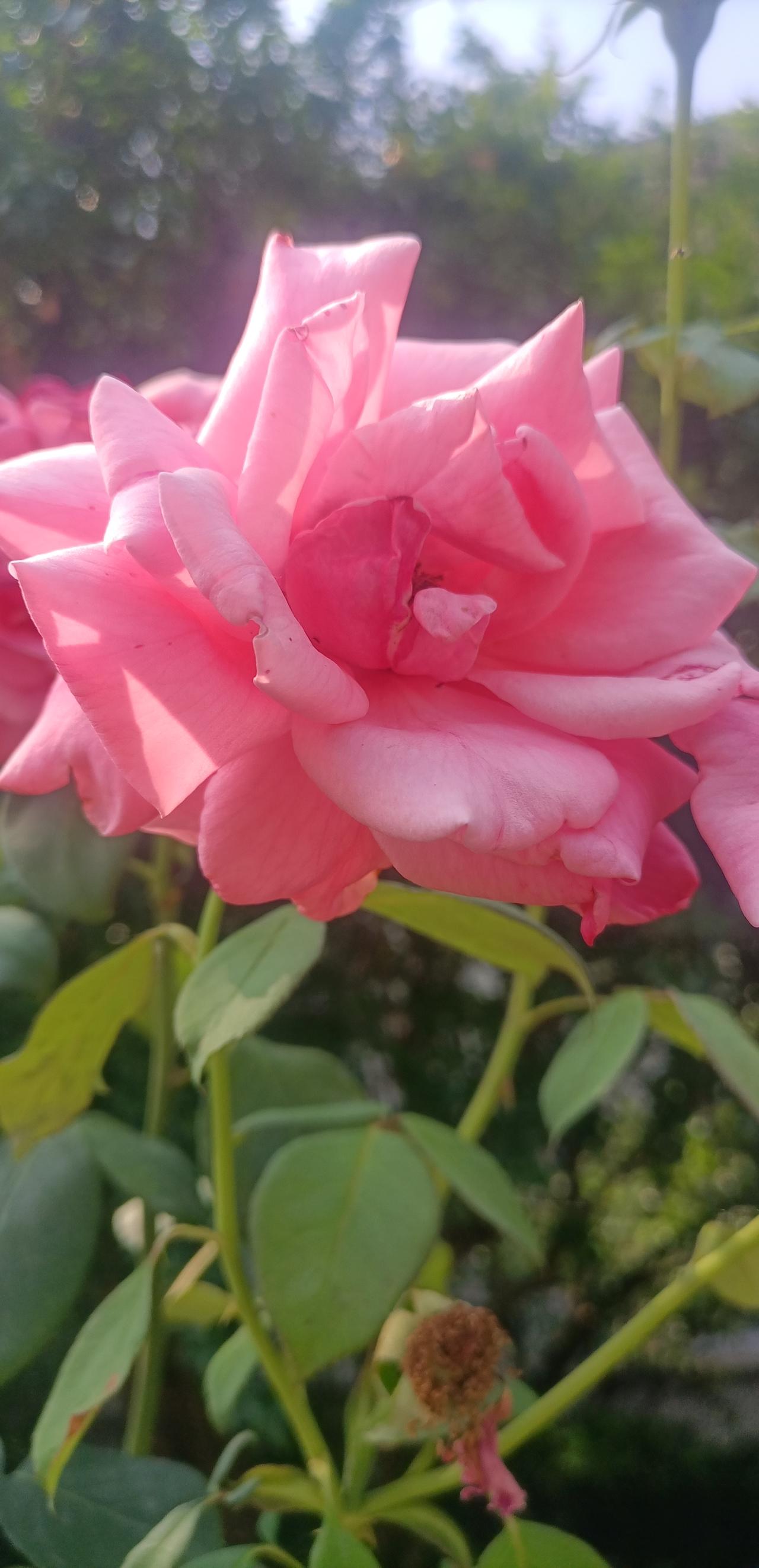 【夏之韵·人生最宝贵的……】夏日生活打卡季
人生最宝贵的，
就是有一颗平常心，