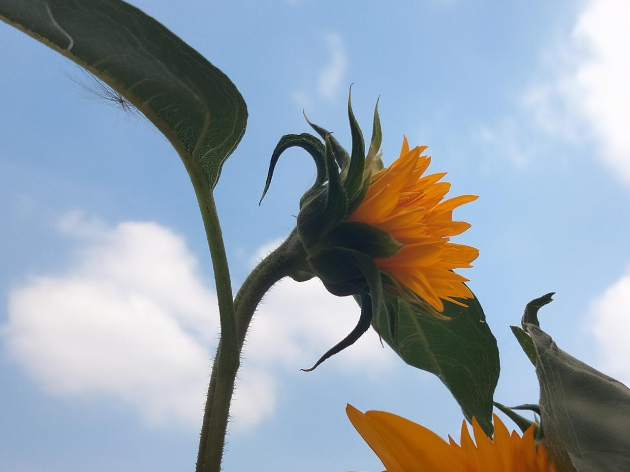 随手拍向日葵花是花，向日葵🌻。