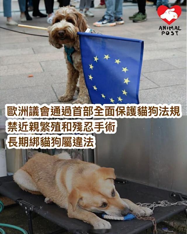 要爱护动物保护动物法例  「欧洲 議會早前通過全面保護猫狗 法規 禁止近親繁殖和