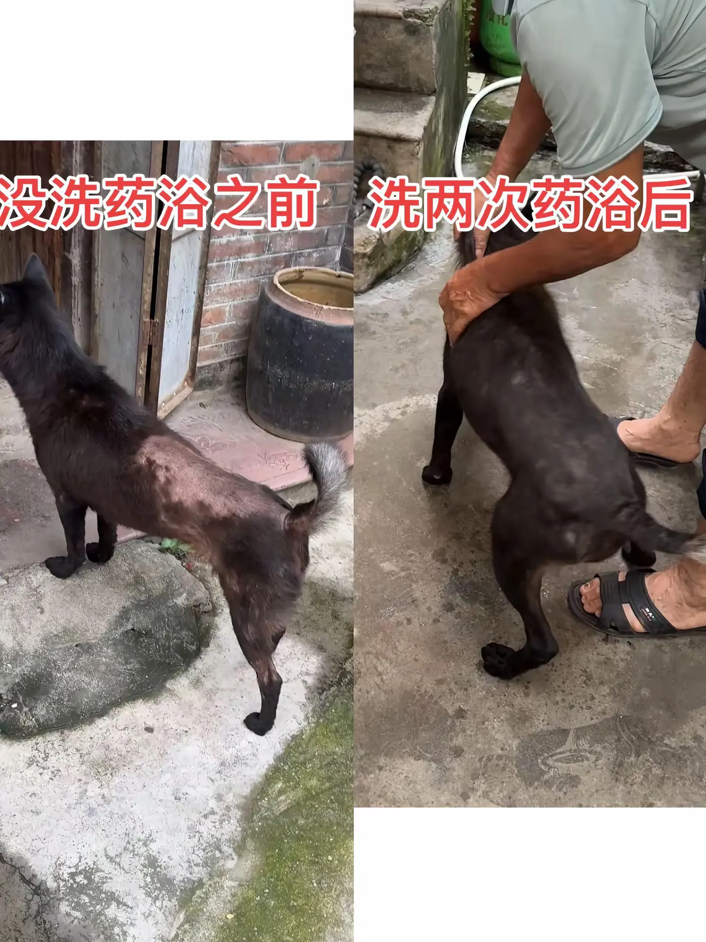 我们才给邻居家药浴两次，就把它严重的皮肤问题治疗好了，我们从不会骗人...