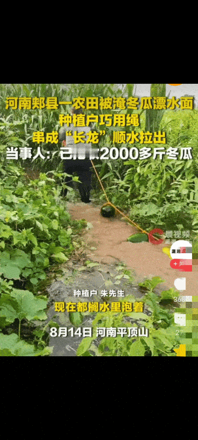 人怎么能这么聪明！河南颊县一农田被淹，满地成熟的冬瓜全部漂在水面，眼看就要泡坏了