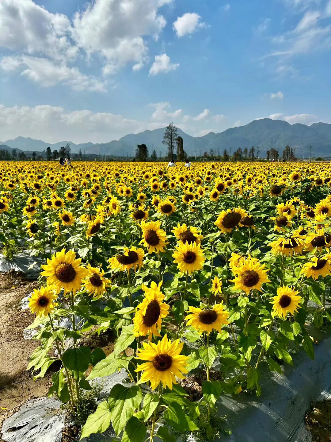 中国农业公园：向日葵🌻田