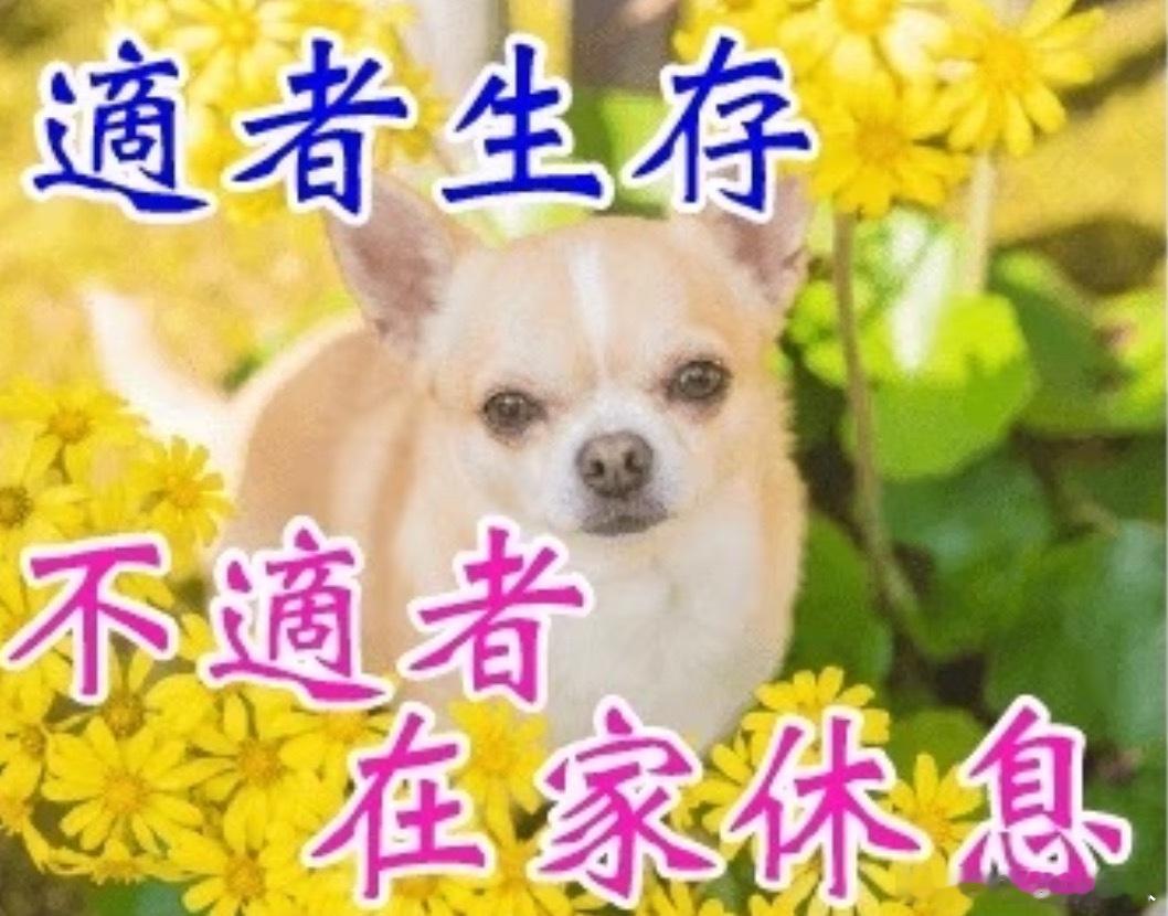 感觉面试好泯灭人性，必须要把自己包装成一个廉价又有效率的机器，你要稳定要有能力，