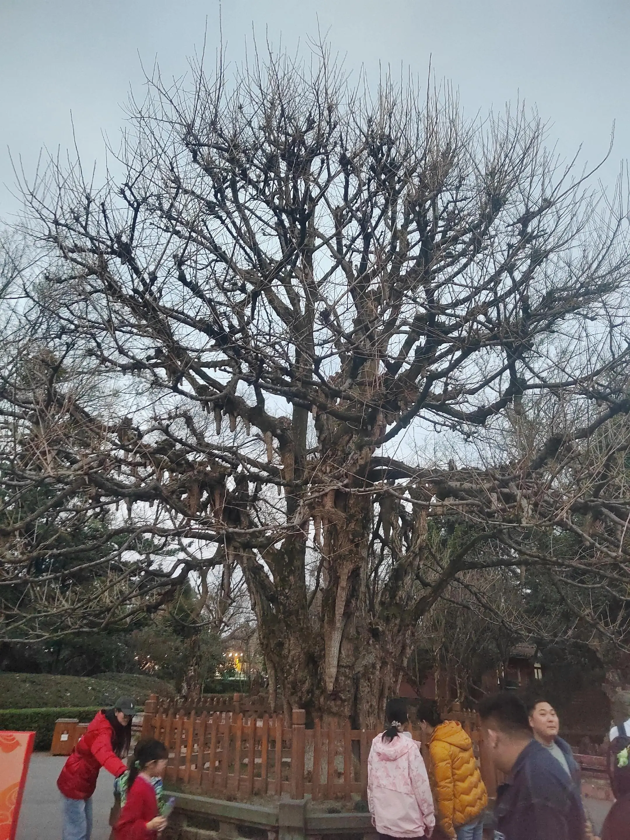 听说这个音乐配上树杈会火！