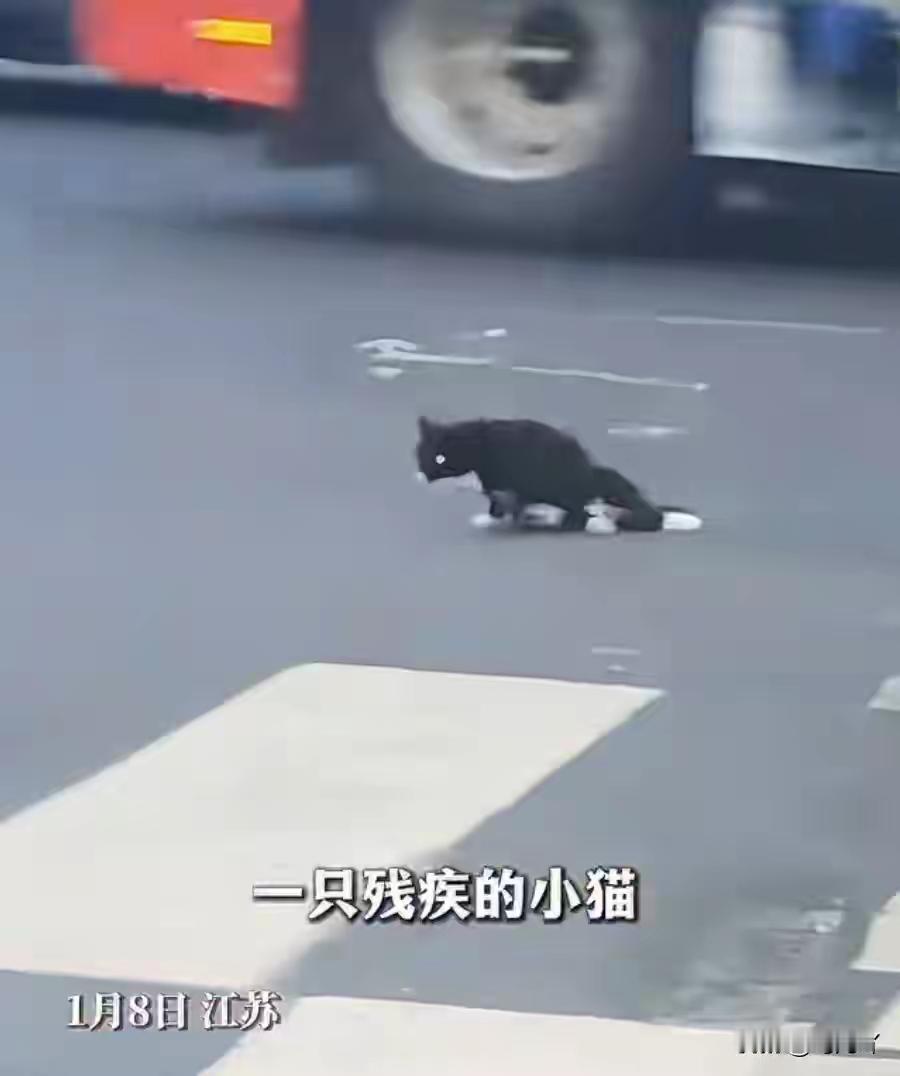 常州女孩车轮下救助残疾小猫，人民日报转载，网友：善良的人最美
感人的画面总会藏在