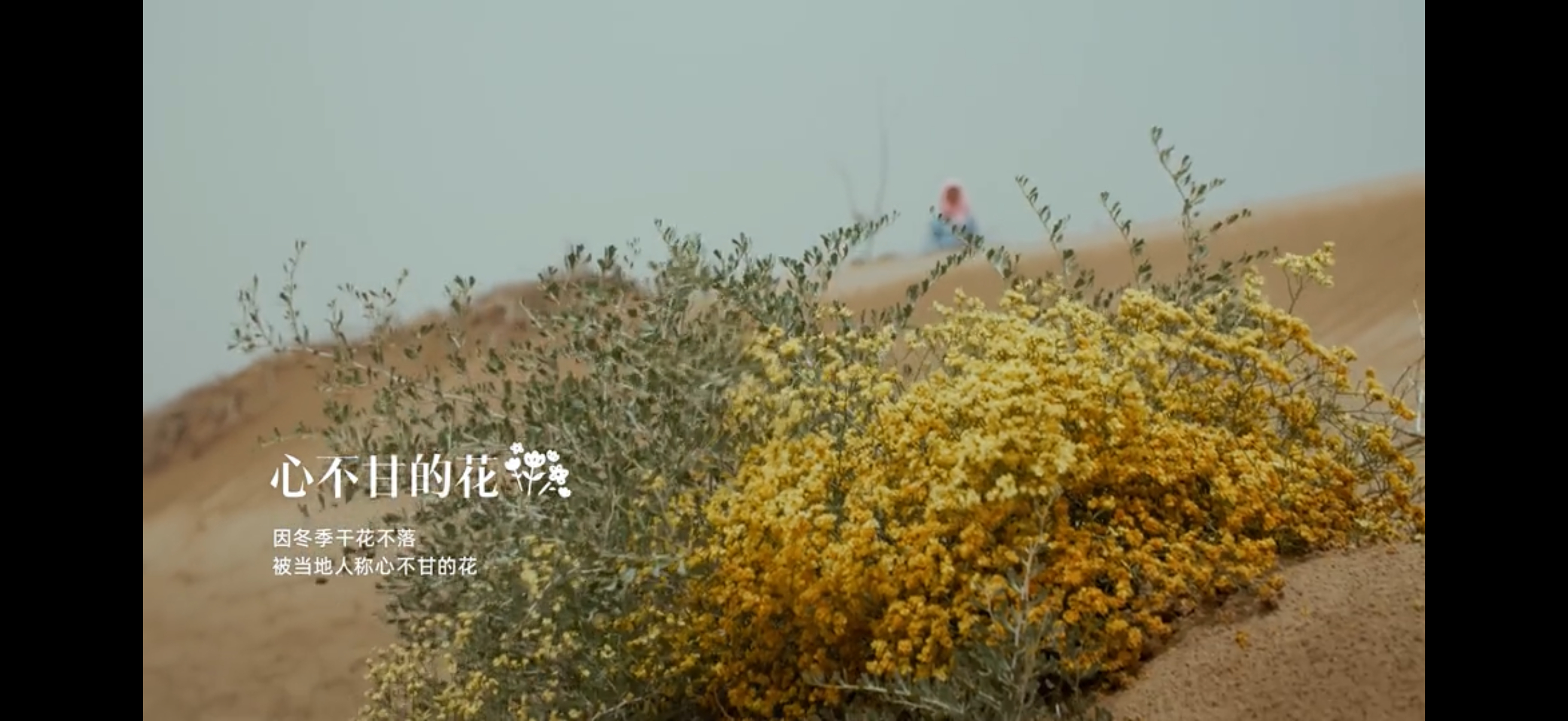 看了田鼠大婶的视频真是感受颇多是啊~就像视频中说的生活，不是灵光乍现的结果，而是