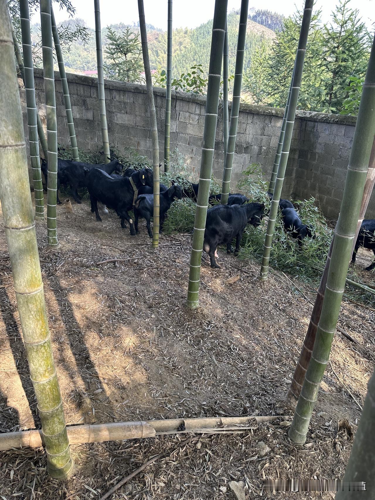 羊快产羔了，体外有寄生虫怎么办？羊快产羔有体外寄生虫，千万别药浴、别用强效驱虫药