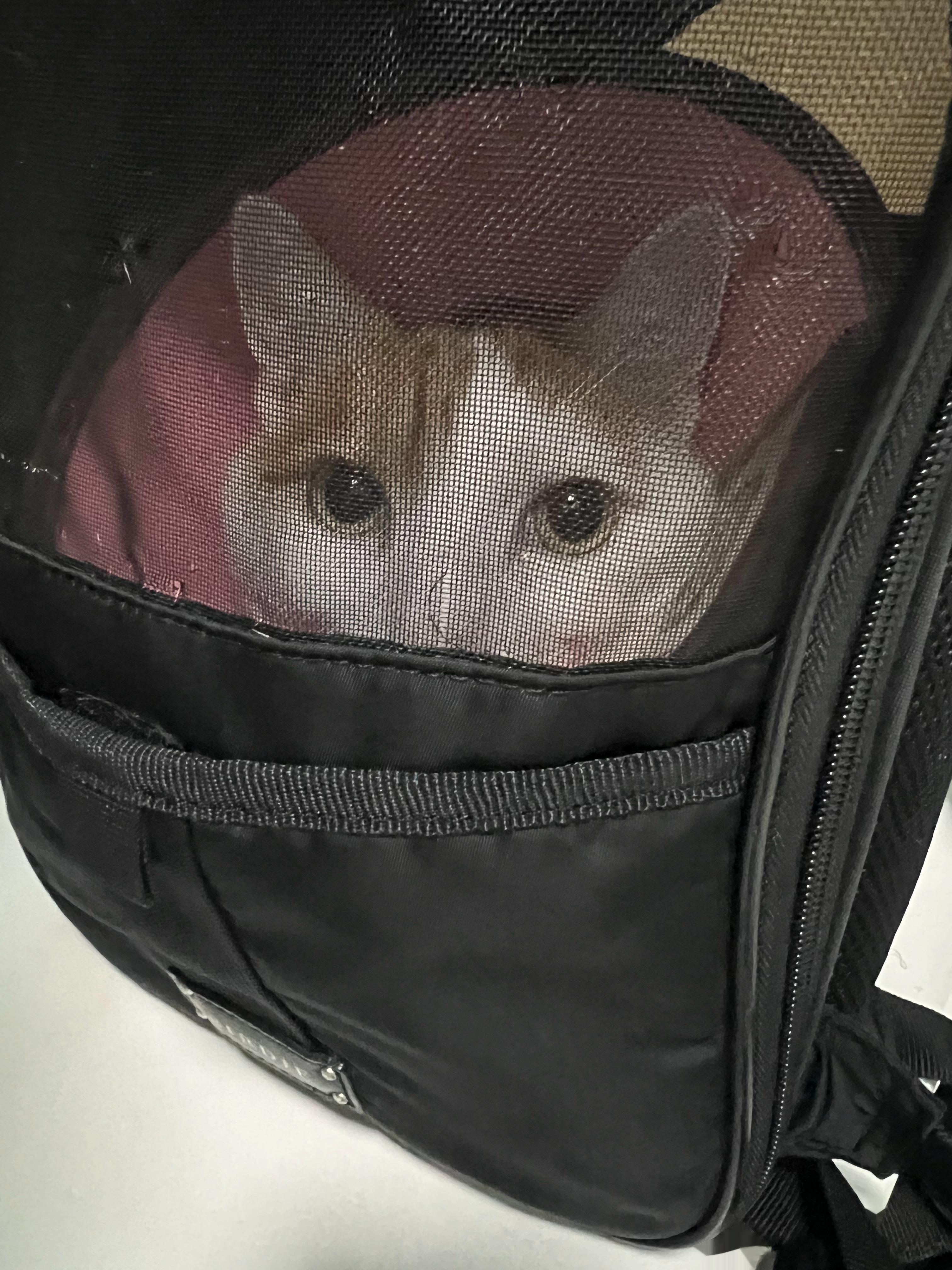 可能白来了，前面的小猫在导尿，小猴猴咱要不明天再来吧…… ​​​