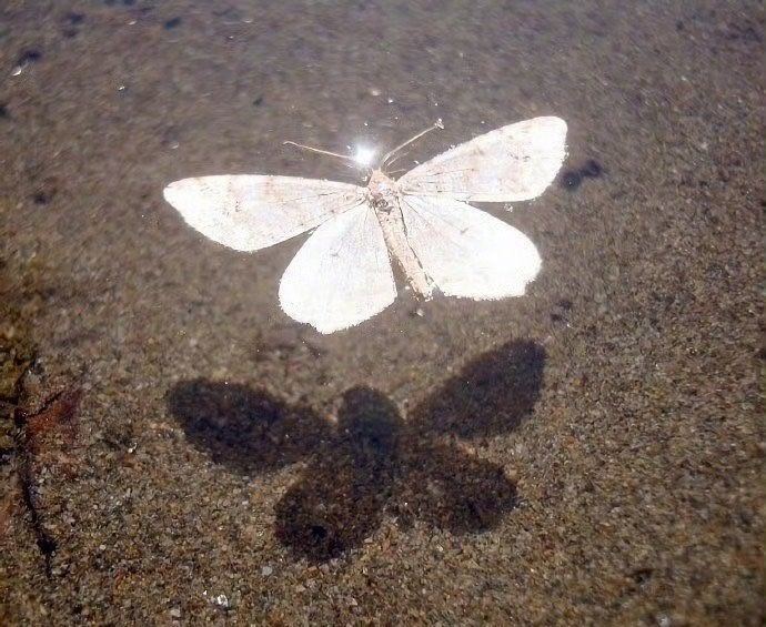 转发好运秒赞这只好运蝴蝶，你将收到一个好消息！ 