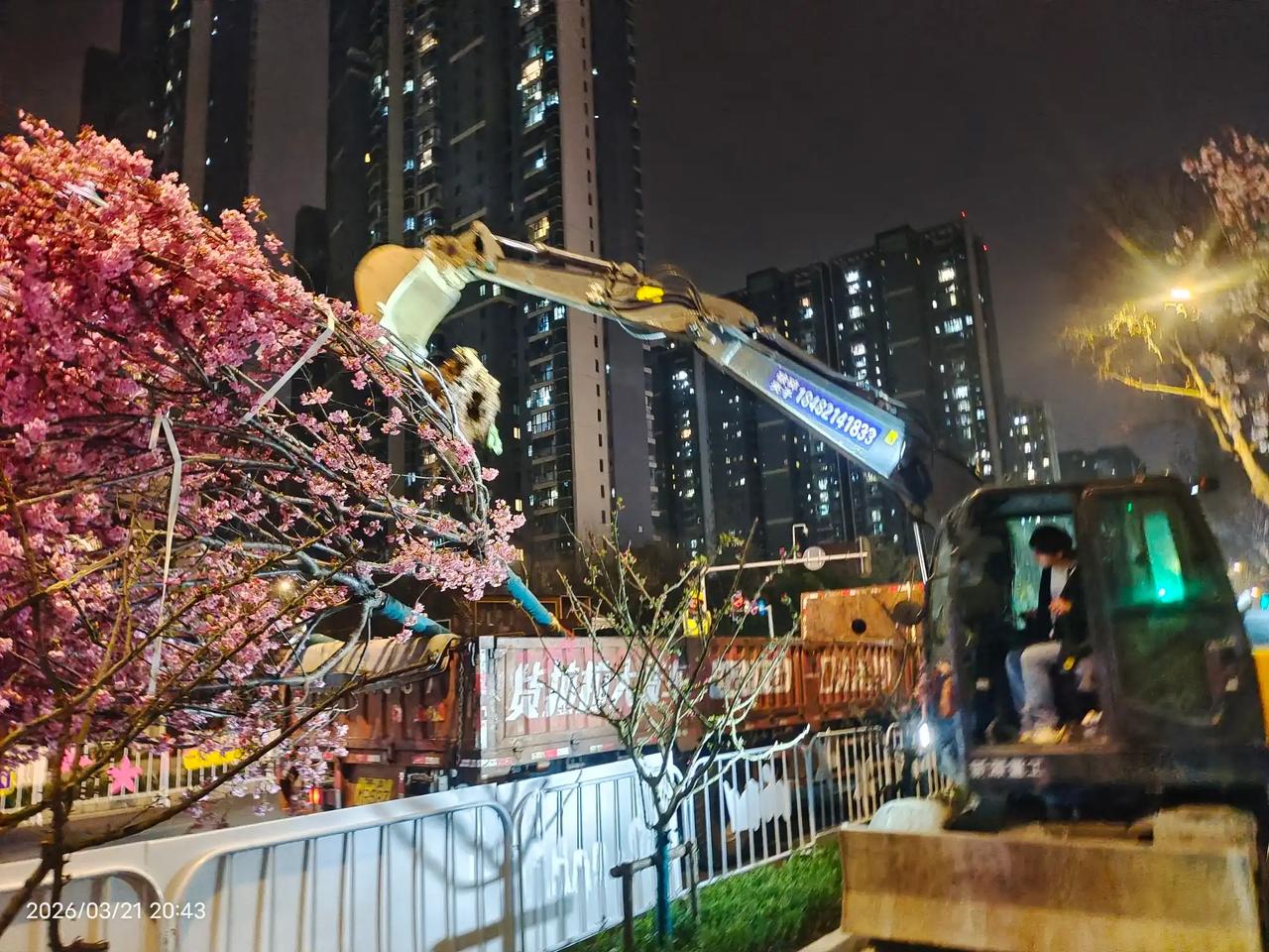 可移动樱花没如预期绽放，为呈现更好效果，工作人员今晚得加班更换开放的樱花呢。