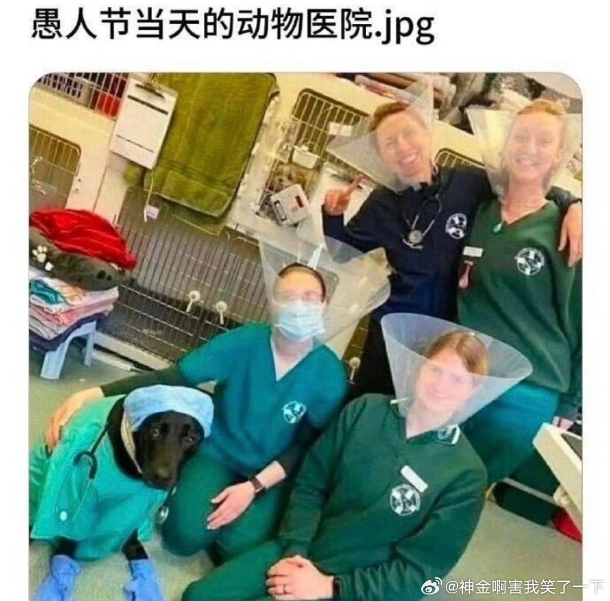 6082愚人节当天的动物医院 