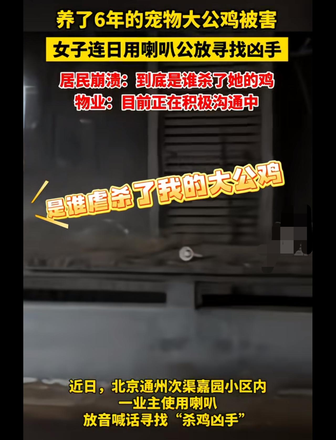 到底谁弄了她的大公鸡，快点出来解决吧！天天拿个大喇叭在小区喊叫，比大公鸡叫还影响