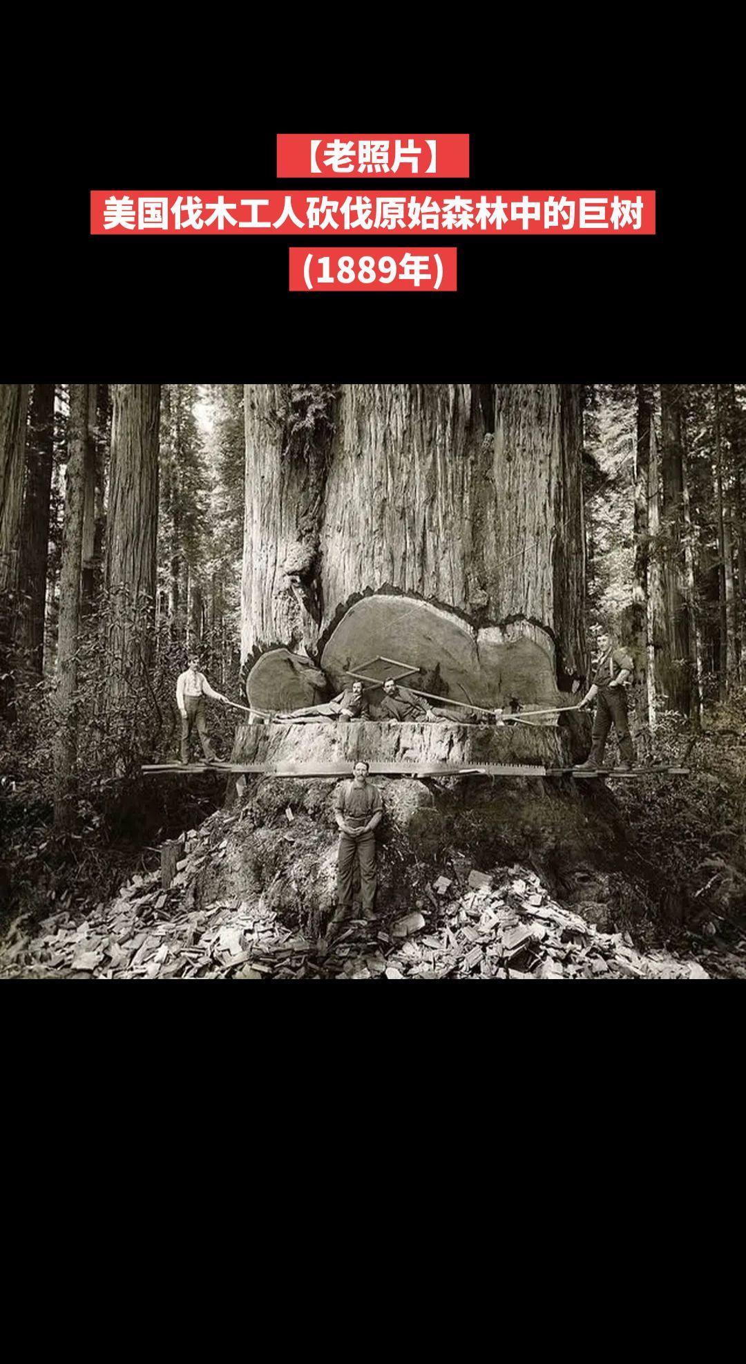 【老照片】美国伐木工人砍伐原始森林中的巨树
(1889年)