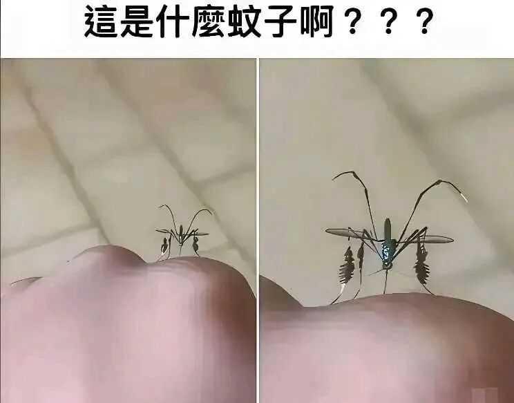 这是蚊子进化了