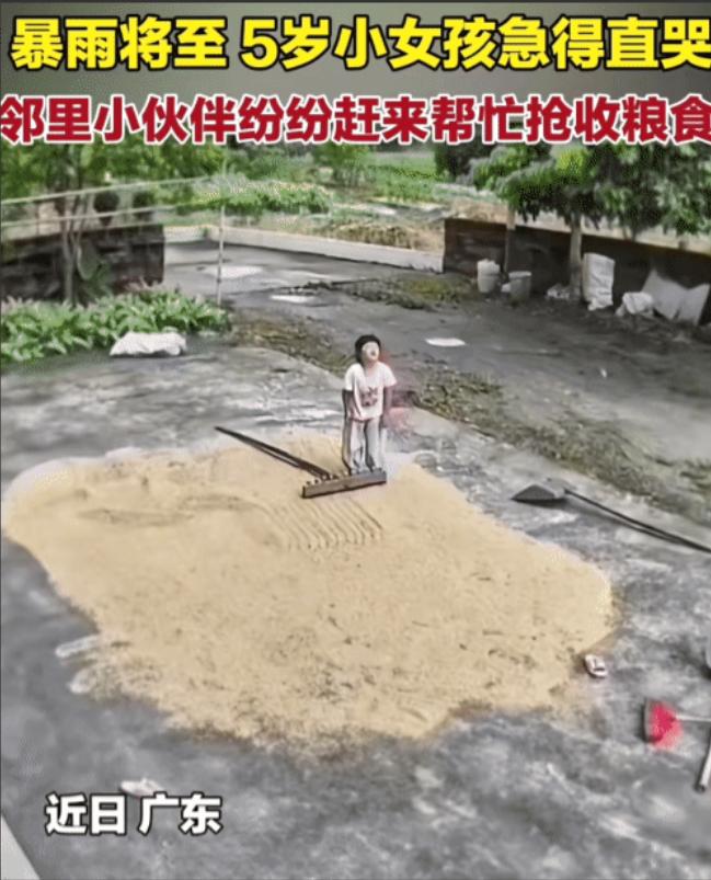 感动！即将下雨，5岁小女孩看晒的稻谷要淋湿，急得直哭。没想到，她小伙伴们听到她的