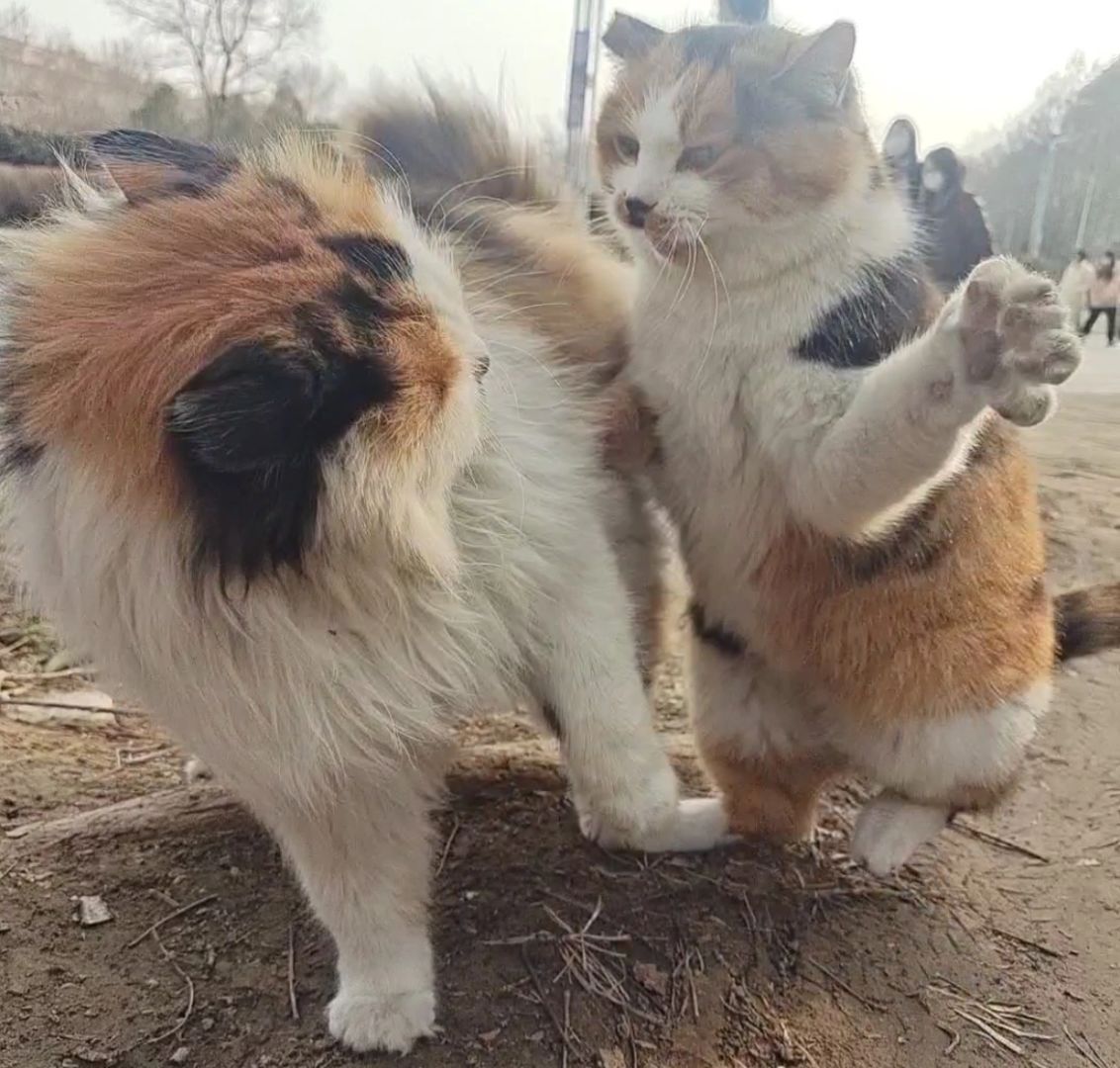 惊！小猫咪为何大打出手