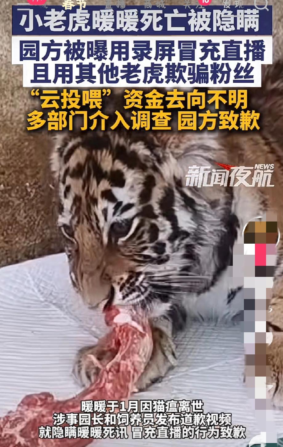 瞒死讯、换老虎、骗投喂！小老虎暖暖早已死亡园方却用录屏造假直播继续敛财！

20