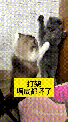 哎呀妈呀老铁你瞅瞅！
俺家这俩祖宗，天天就钻卧室犄角旮旯干仗
张牙舞爪伸爪子互挠